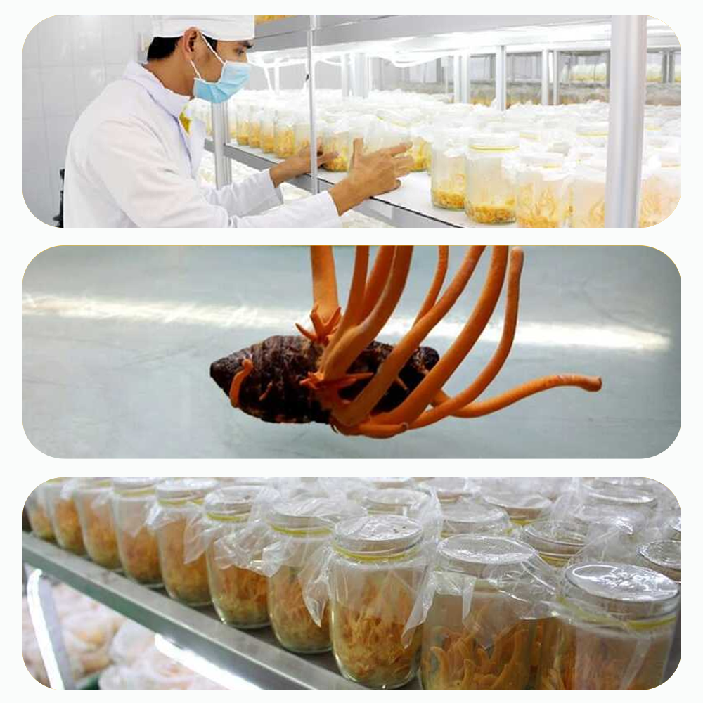 Đông trùng hạ thảo Toro sấy thăng hoa nguyên sợi tăng cường sinh lý nam 10g Đông trùng hạ thảo Toro sấy thăng hoa nguyên sợi tăng cường sinh lý nam 10g