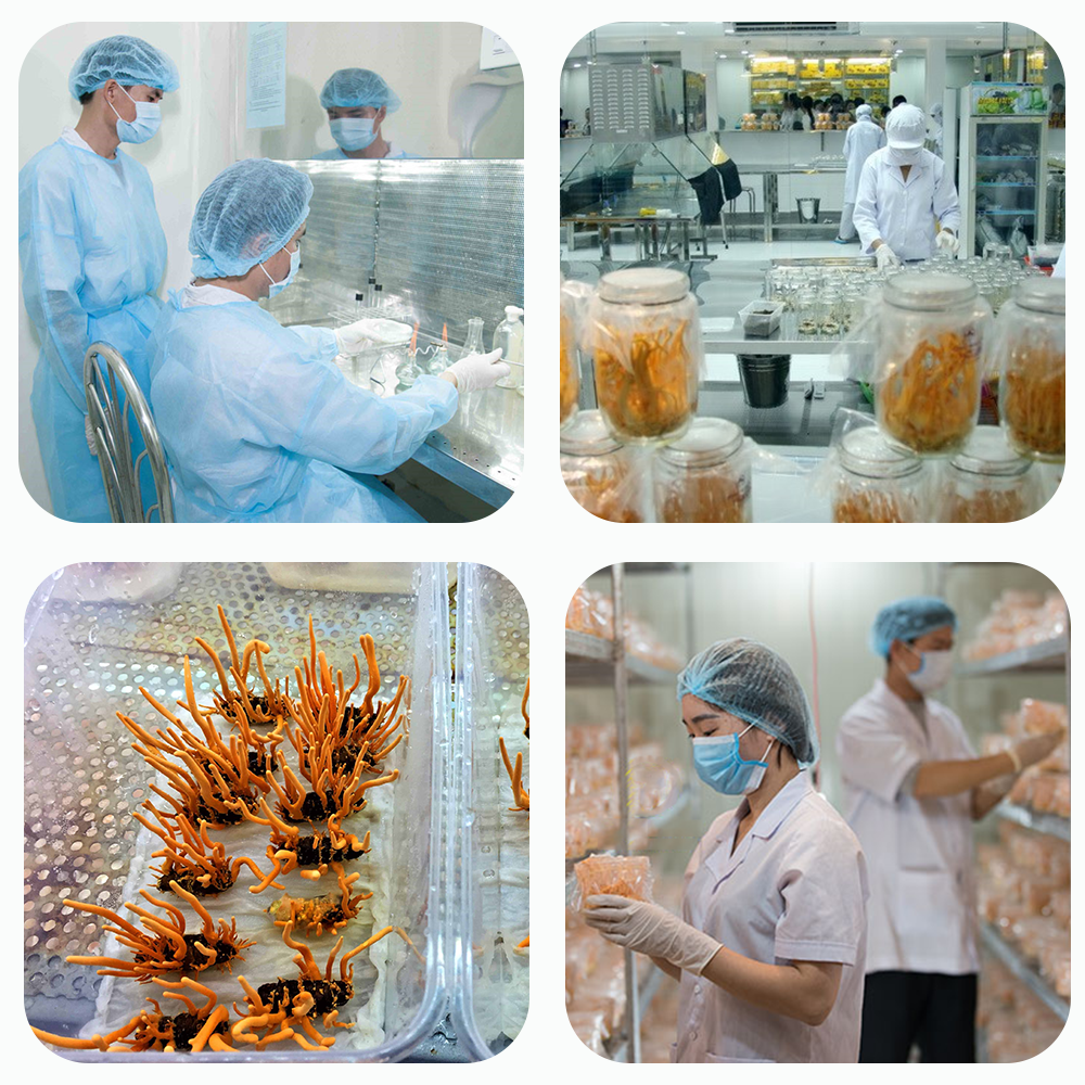 Đông trùng hạ thảo Toro sấy thăng hoa nguyên sợi tăng cường sinh lý nam 10g Đông trùng hạ thảo Toro sấy thăng hoa nguyên sợi tăng cường sinh lý nam 10g