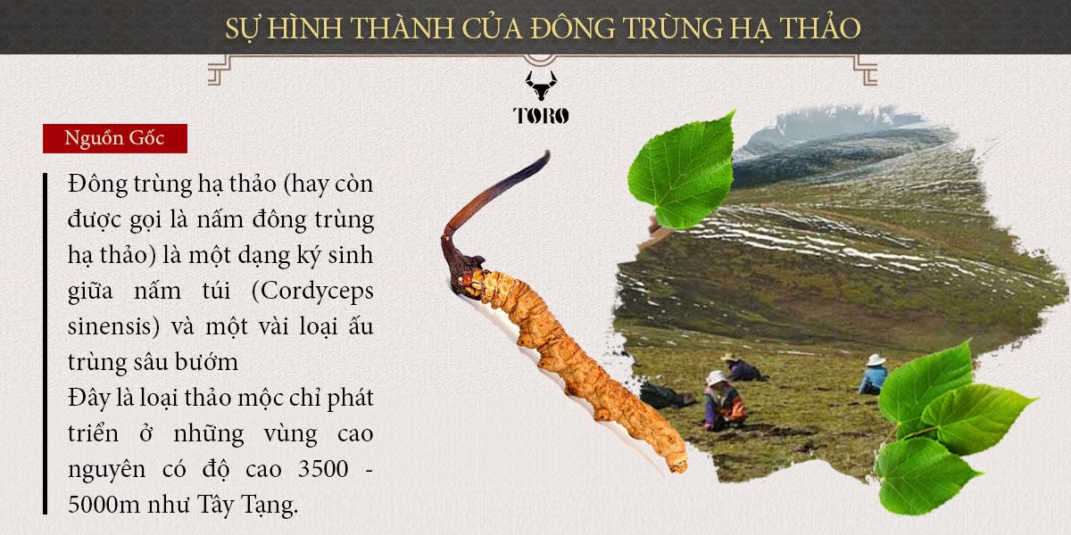 Đông trùng hạ thảo nguyên con 5g Bồi bổ sinh lý Tăng sức khỏe Đông trùng hạ thảo nguyên con 5g Bồi bổ sinh lý Tăng sức khỏe