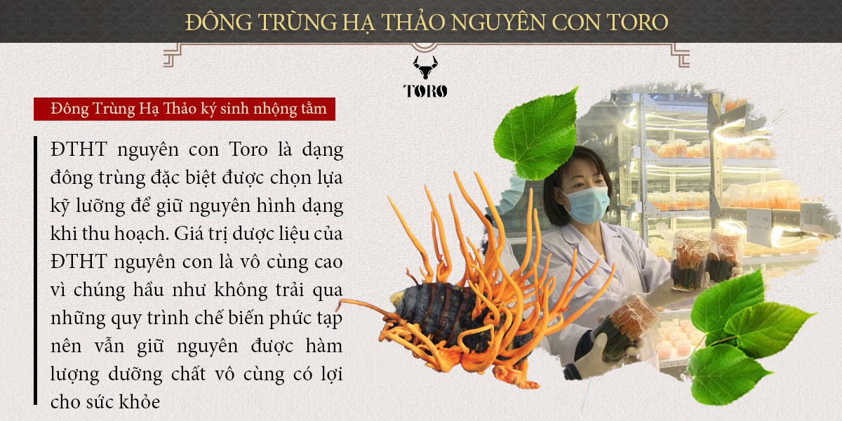 Đông trùng hạ thảo nguyên con 5g Bồi bổ sinh lý Tăng sức khỏe Đông trùng hạ thảo nguyên con 5g Bồi bổ sinh lý Tăng sức khỏe