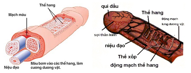 Máy tập Penis Pump SHP13 dương vật to dài tăng bản lĩnh nam